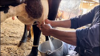 Live cow 🐄 milking  Top milking speed by hand 🤚 milk cowmilking dairyvloge8514 [upl. by Alaehcim787]