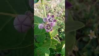 Calotropis procera plants Flower have Valvate type of Aestivation in its Corolla calotropis plant [upl. by Dnomayd264]