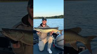 AGGRESSIVE Muskie Solo Fishing fishing water musky muskie minnesota lake catchandrelease [upl. by Troy]