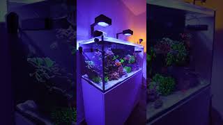 Reef Tank  RedSea Reefer 425XL  Nano  SPS Corals [upl. by Sinnal]