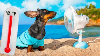 Overheat Cute amp funny dachshund dog video [upl. by Lyrahc978]