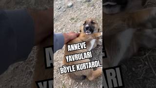 SEN CENNETLİKSİN KARDEŞİM YARADAN NE MURADIN VARSA kesfetteyiz sokakköpekleri sokakköpeği [upl. by Llorrad]