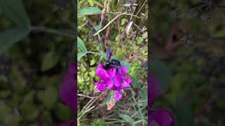 Blauschwarze Holzbiene Xylocopa violacea im Sept 2024 in Mitteldeutschland NABU [upl. by Luar]