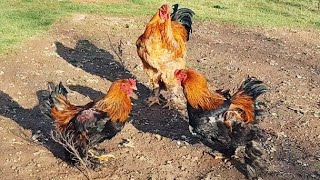 Huge Gold Brahma Chicken  Who is the Winner  Amazing  Video 4K [upl. by Llerrahs]