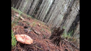 Howto harvest edible mushrooms in pine forest Australia [upl. by Rebme356]