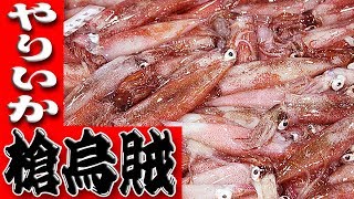 ヤリイカ・ケンサキイカのさばき方Spear Squid [upl. by Atekihc]