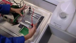 DNA Electrophoresis – loading and running a gel [upl. by Che]