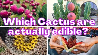 Which Cactus are actually edible Succulents you can eat [upl. by Sidwel]