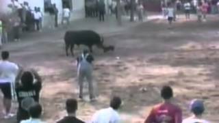 bull terrier vs toro bravo  YouTubeflv [upl. by Svoboda452]