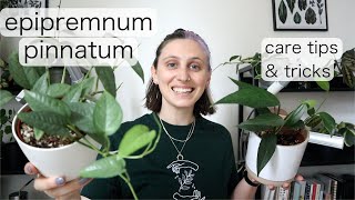 EPIPREMNUM PINNATUM CARE  Cebu Blue Tips amp Tricks [upl. by Vihs]