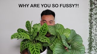 How To Care For Calathea  Houseplant Care Tips [upl. by Aldis648]