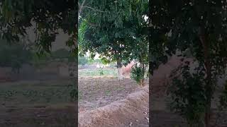 Eid aee mera murshid imran khan naee ayaviral shorts [upl. by Nalced274]