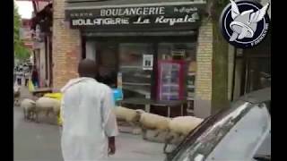 Aubervilliers 93  des moutons dans la ville [upl. by Anselmi]