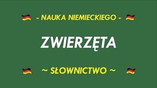 SŁOWNICTWO  ZWIERZĘTA [upl. by Ydnelg]