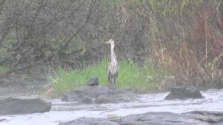 Great Blue Heron eats alewive that keeps kicking inside its bodyMay112013BristolME [upl. by Valerian]