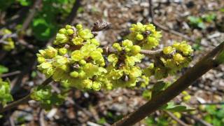 Gardening Edible Plants  How to Grow Sumac Rhus Aromatica [upl. by Anual]