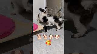 my kiddos 😄playfulpets playful shihtzu furmomlife adorabledog viralvideo viralshort viral [upl. by Garrard]