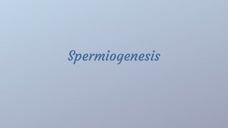 Spermiogenesis [upl. by Immas323]