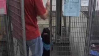 How to Enter and Exit a dog kennel safely [upl. by Nebuer]