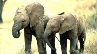 Elefante Africano  African elephant and the human nature [upl. by Retsehc]