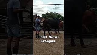 shorts Sapi Jumbo Metal Brangus Antri Naik Mobil [upl. by Eilagam50]