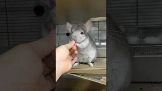 Chinchilla Bros Life chinchillapets cutepets [upl. by Ecinna]