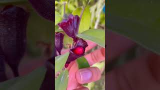 Lipstick plant Aeschynanthus rareflower rareplants BackyardGardeningHindi [upl. by Aiym]