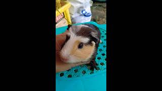 Guinea pig baby wheeking loud excuse the mess american breed [upl. by Orlene]