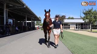 Merchant Navy x Patronyme Colt Trained by Brett Cavanough [upl. by Timmy270]