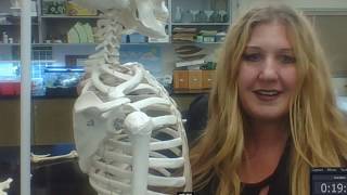 skeleton anatomy easy review for practical exam bones and structures [upl. by Nama]