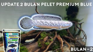 Progres Channa Stewartii Bulan ke 2 pakan Pelet Premium Blue [upl. by Zipah]