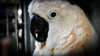 Moluccan cockatoo  know them as Pets [upl. by Kcirdef]