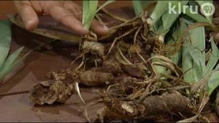 Dividing bearded irisTrisha Shirey Central Texas Gardener [upl. by Aikcin]