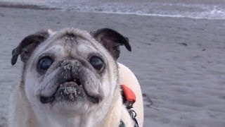 Cutest Pug Diggin the Beach [upl. by Luebke937]