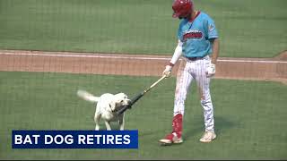 Beloved 13yearold bat dog for Clearwater Threshers retires [upl. by Westbrook]