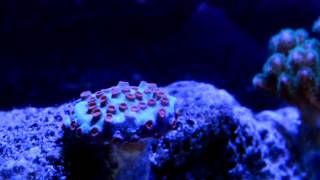 Pocillopora amp Cyphastrea Meteor Shower Coral [upl. by Giovanni]