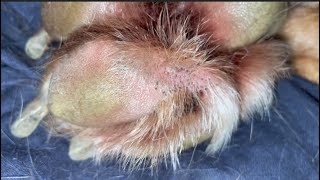 Removing All The Greasy Blocked Hair Follicles On My Mastiffs Toe 🐾 [upl. by Yerkovich]