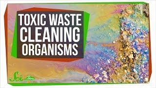 7 Organisms That Can Clean Toxic Waste [upl. by Loydie]