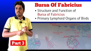 Bursa of Fabricius  Part 34 [upl. by Sitsuj867]