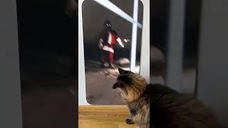 Cat reaction to😱He knows if you ve been bad or good🧑🎄☃️🤪😲 Skibidi Toilet Song santa christmas [upl. by Miof Mela]