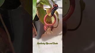 Feeding my Nepenthes a caterpillar🐛 but it escaped pitcherplant nepenthesplant carnivorousplants [upl. by Siramaj]