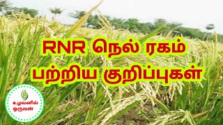 RNR நெல் ரகம் பற்றிய குறிப்புகள்  புதிய நெல் ரகம்  RNR Paddy Seeds [upl. by Filiano]