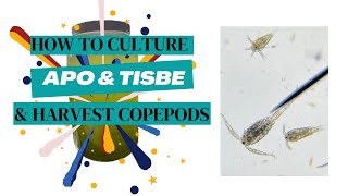 Beginners guide How To Grow Apo amp Tisbe Copepods 4 Your Reef Tank [upl. by Niltiac155]