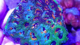 Acanthastrea Echinata Super Color en Tierra y Mar Shop [upl. by Dinny]