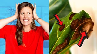 The ULTIMATE Fiddle Leaf Fig Survival Guide for BROWN SPOTS [upl. by Atteyram]