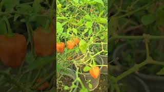 Peppers growing in container  Bell pepper plant  Home Gardening [upl. by Ekusuy]