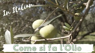 Come si fa lOlio Extravergine dOliva IN ITALIANO [upl. by Arimay489]