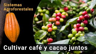 Café con Cacao en Sistemas Agroforestales [upl. by Rasaec]