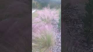 Muhly grass pink cloud [upl. by Ariada260]