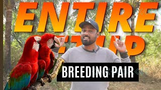 Breeding Pair  Green Wing Macaws  Rehomed  Mumbai to Gujrat [upl. by Gut]